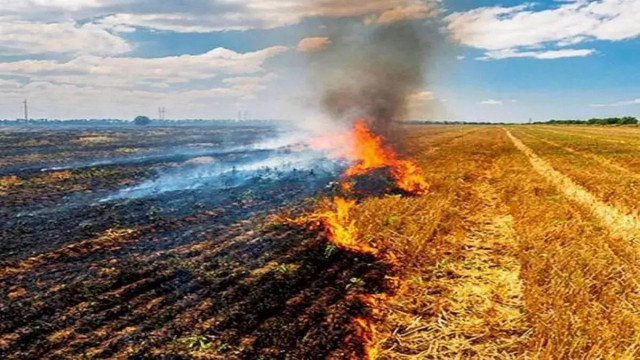 Punjab: Stubble Burning at 79 Sites, Air Turns Toxic in Key Cities; AQI Crosses 300