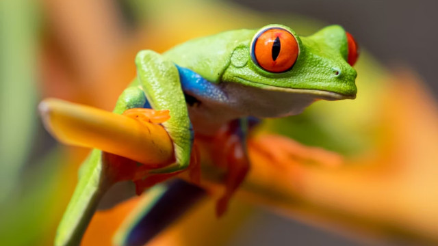 82-Year-Old Chinese Woman Tries Shocking Back Pain Remedy by Eating 8 Live Frogs — Know What Happened Next