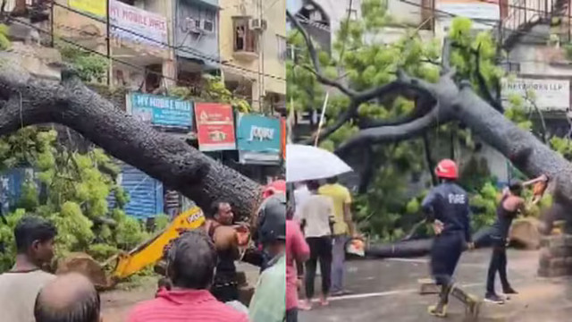 Delhi Rain: One Killed, One Hurt After Tree Falls on Bike Near Paras Chowk, Kalkaji