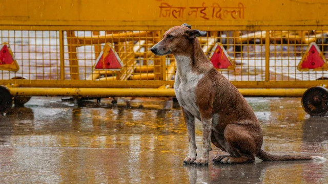 Supreme Court to Deliver Final Verdict Today on Relocation of Stray Dogs in Delhi-NCR