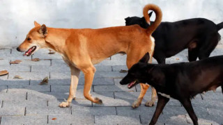 Delhi Lacks Shelters and Can Sterilise Only 2,500 Stray Dogs, Say Civic Officials After Court Order
