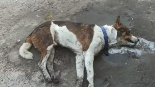 Telangana Horror: 300 Stray Dogs Poisoned in 3 Days, Case Filed Against Nine Accused