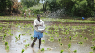 Improved Kharif Sowing May Lower Food Prices, Boost Rural Economy: Report