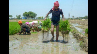 Mann Government Ensures Full Paddy Procurement for Punjab Farmers