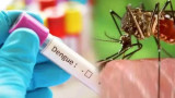Dengue cases in Noida