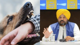 Free Dog Bite Treatment Now Available at Punjab's Mohalla Clinics: Mann Govt's Big Health Move