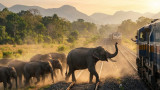Eight Elephants Killed as Rajdhani Express Hits Herd in Assam, Rail Traffic Disrupted