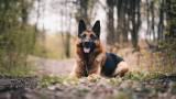 Ghaziabad: Pet German Shepherd Dogs Attack Young Woman, Incident Caught on Society CCTV