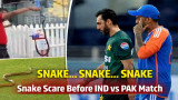 Snake Scare Before IND vs PAK in Colombo, Immediate Risk to Teams Avoided