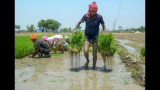 Mann Government Ensures Full Paddy Procurement for Punjab Farmers