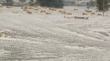 Rajasthan: Bikaner fields turn white with snow after hailstorm