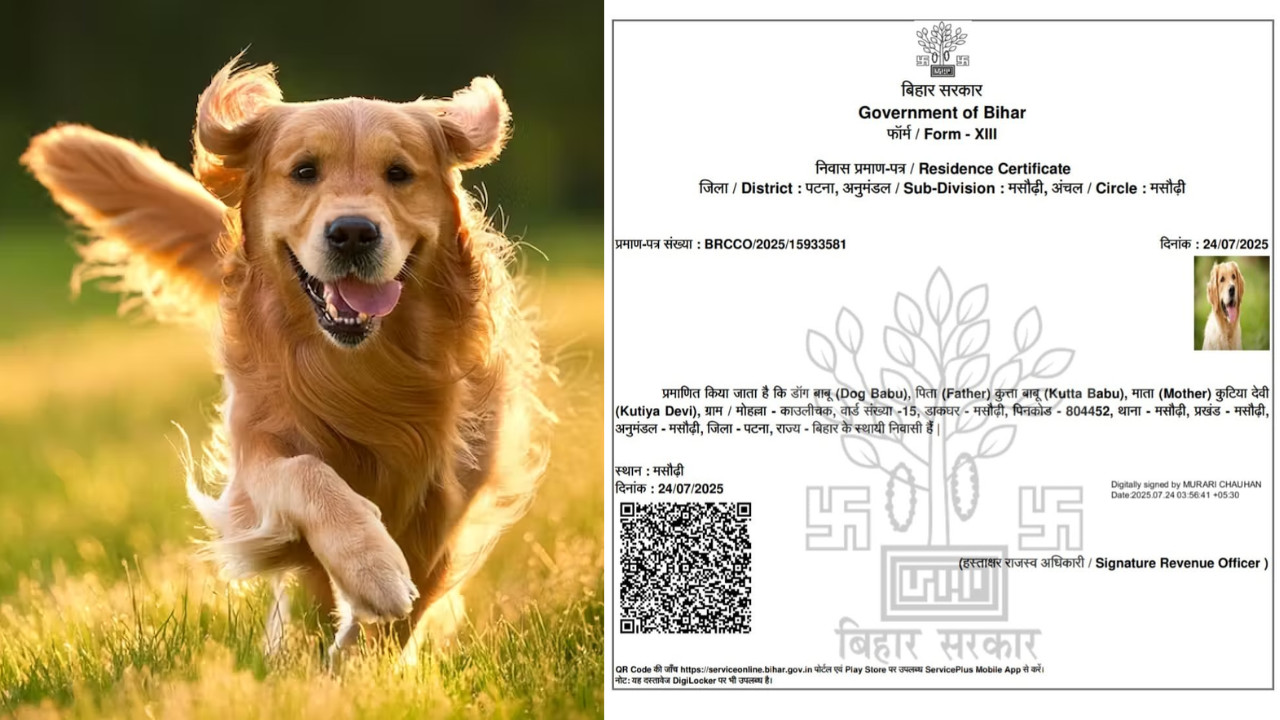 'Dog Babu' Gets Official Residence Certificate in Bihar—FIR Filed, Probe Launched