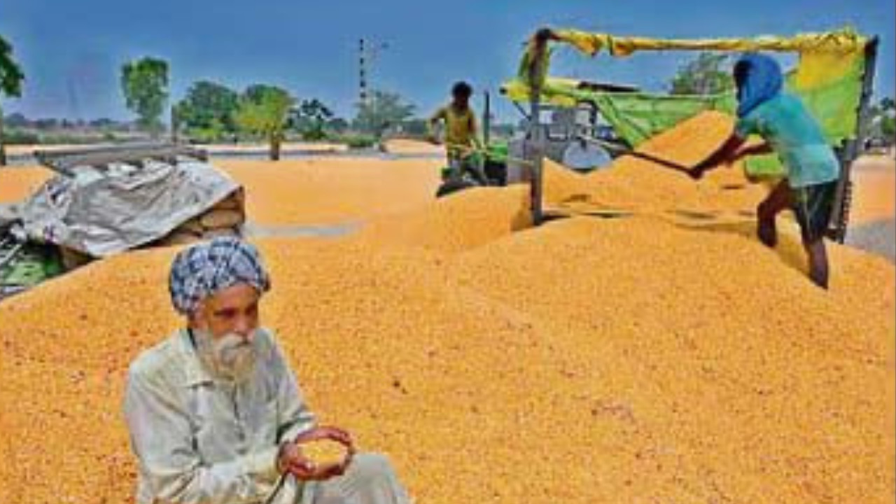 Punjab Achieves 16.27% Growth in Kharif Maize Area, Touches 1 Lakh Hectares