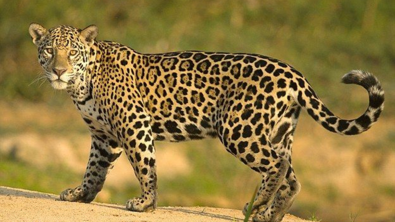 44-Year-Old Man Killed by Leopard Attack in Gir Somnath, Another Severely Injured