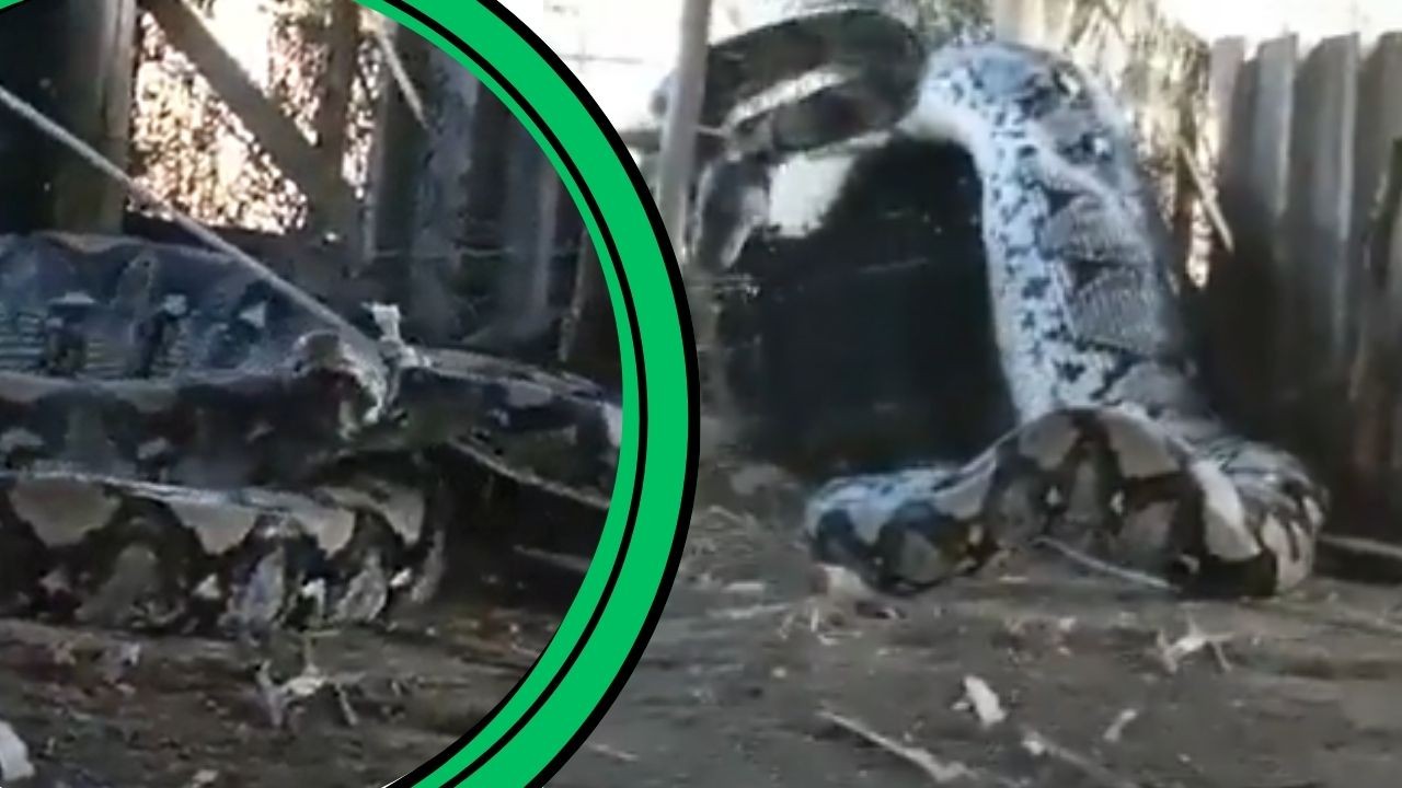 Rattling out: Giant Python plots escape, here's what happened next ...