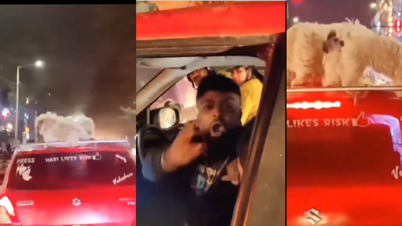 Bengaluru Man Drives With 3 Dogs On Car Roo
