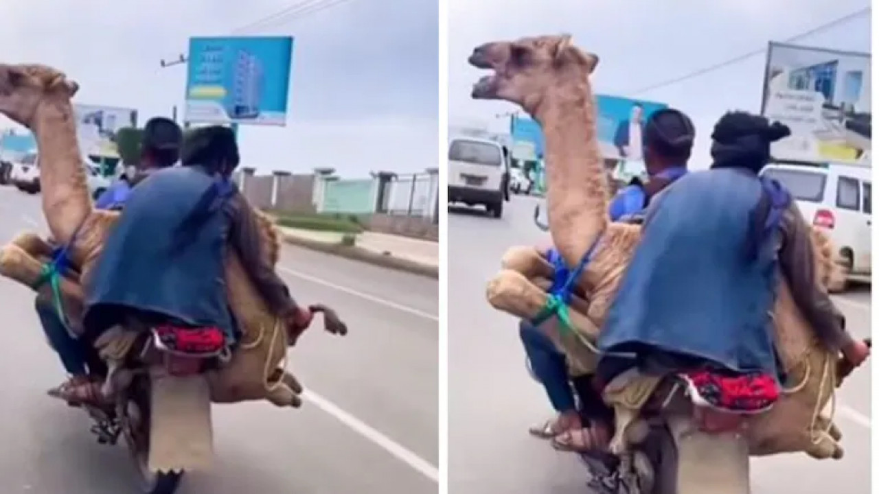 Camel tied to bike