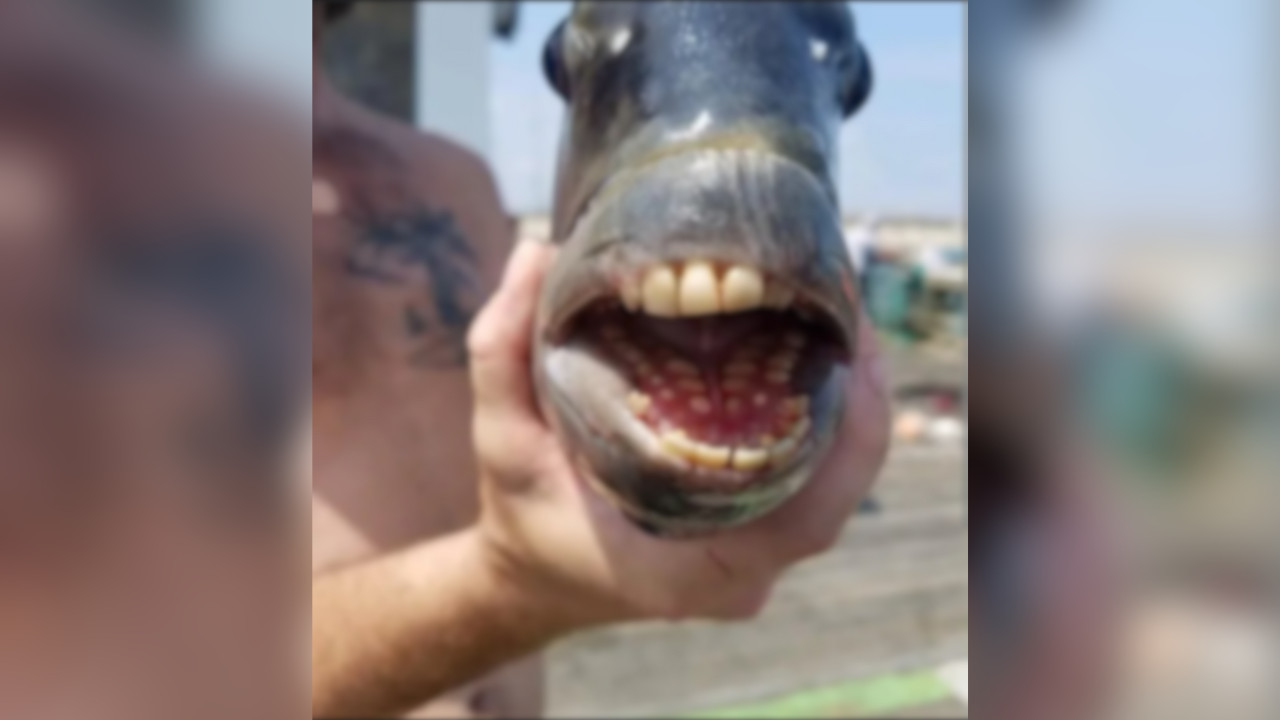 Dinner Turns Bizarre: Brazilian Woman Discovers Fish with Human-Like Teeth