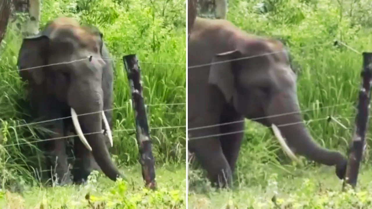 Elephant viral video