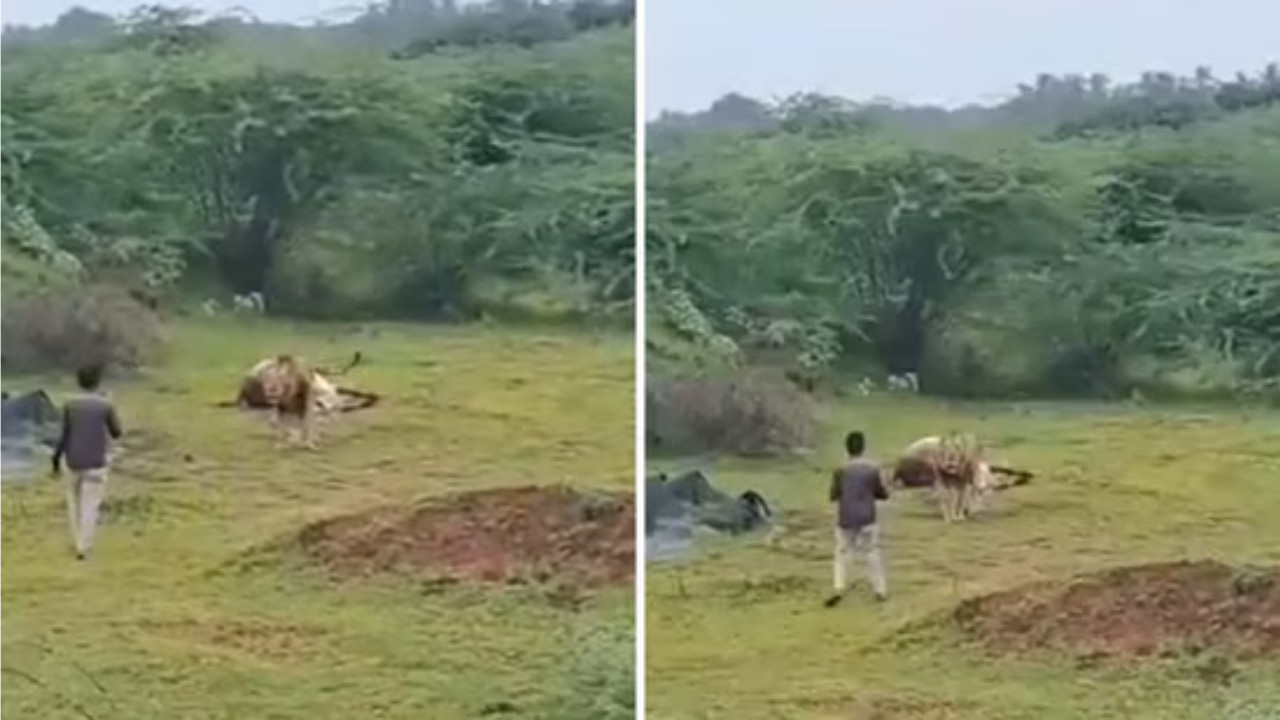 Gujarat Man Walks Up to Feeding Lion for Viral Video, Gets Chased