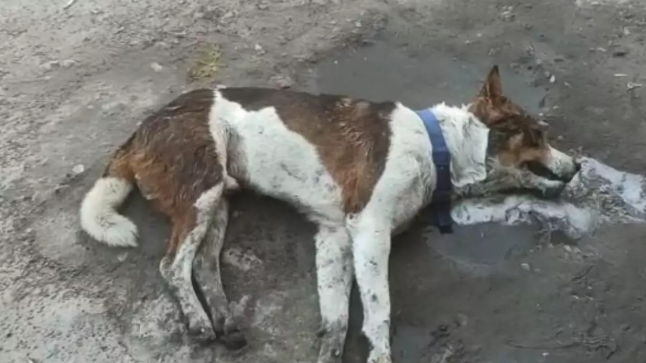 Telangana Horror: 300 Stray Dogs Poisoned in 3 Days, Case Filed Against Nine Accused