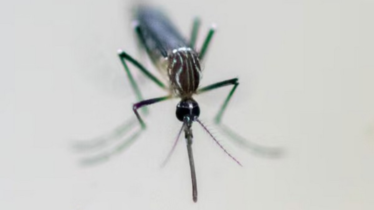 Italy Confirms 10th Death from West Nile Virus Amid Rising Infections