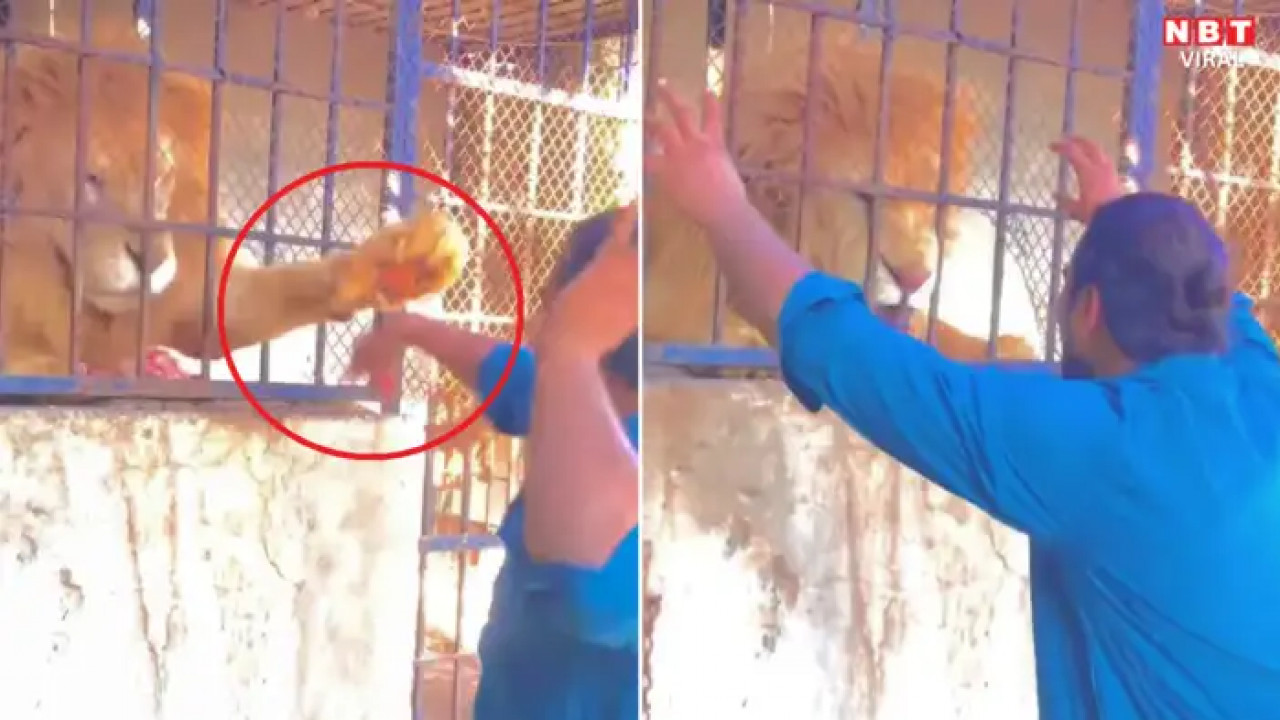 Man teases lion
