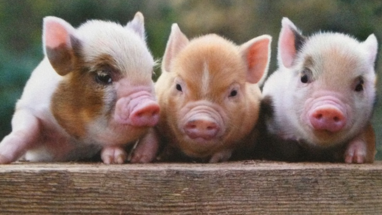 Remarkable Story of Yang Yanxi, China’s Newest Agricultural Influencer