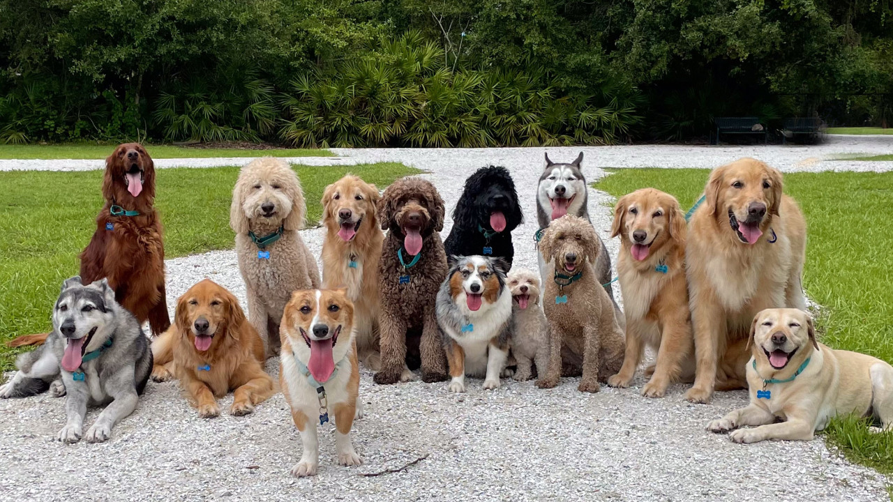 SC Orders Removal of Stray Dogs in Delhi-NCR; MCD Faces ₹11 Crore Daily Cost Challenge