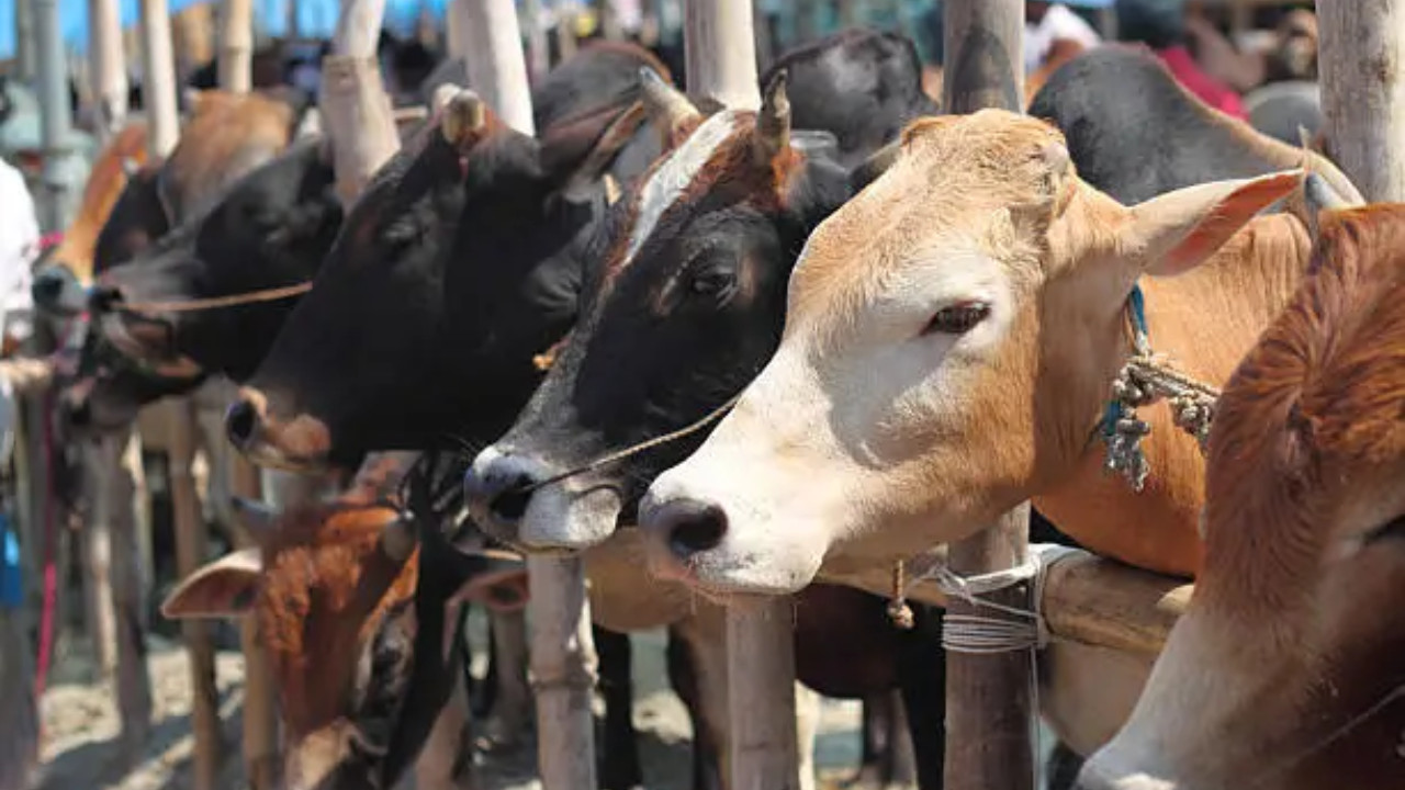 Supreme Court Dismisses Plea for Using Only Desi Cow Milk at Tirupati Temple
