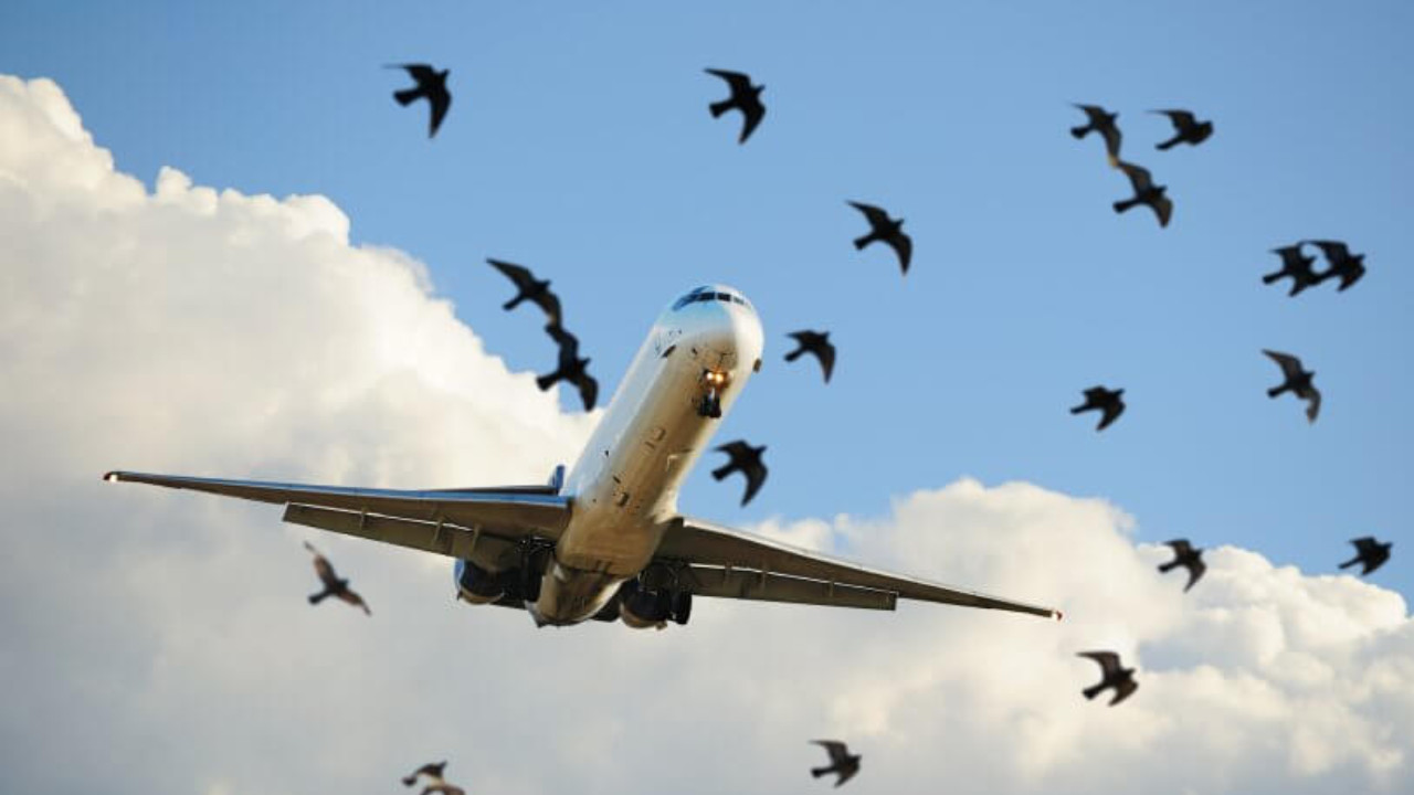 Why Bird Strikes Pose a Big Threat to Aircraft? Understand each point